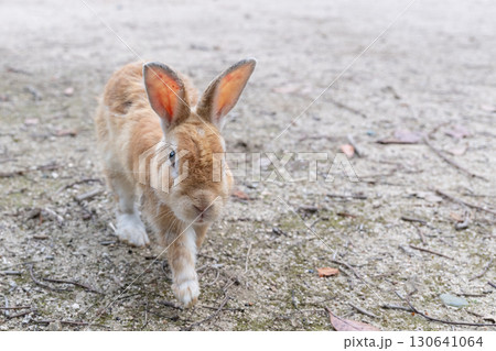 カメラに歩み寄るウサギ 130641064