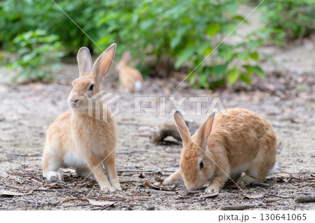 土下座ウサギと顔を背けるウサギ 130641065