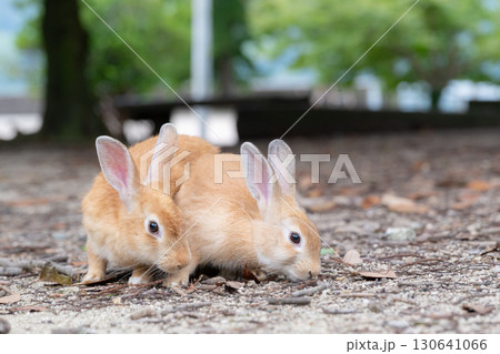 大久野島の子うさぎ兄弟 130641066