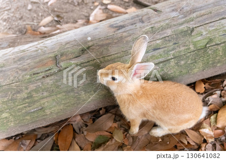 のぞき見する子うさぎ 130641082