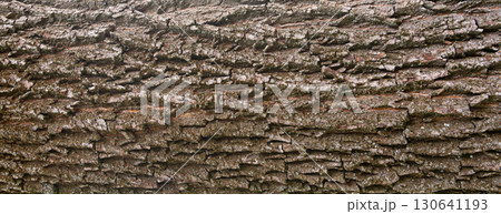 Old bark tree texture. Natural wood surface pattern, old tree skin 130641193