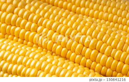 Sweet corn ears closeup. Fresh maize cob macro texture, autumn sweetcorn, corncob close up Sweet corn ears closeup. Fresh maize cob macro texture, autumn sweetcorn, corncob close up 130641216