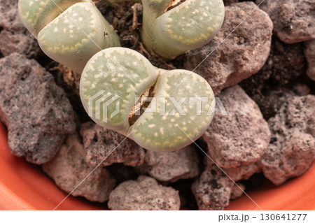 Lithops succulent macro, live stones close up, pebble plants cactus desk pot Lithops succulent macro, live stones close up, pebble plants cactus desk pot 130641277