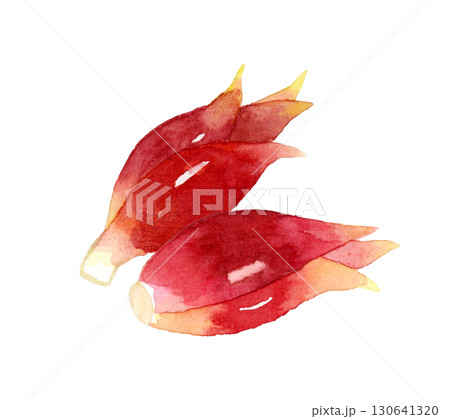 ミョウガ　野菜・薬味の手描き水彩イラスト素材 130641320