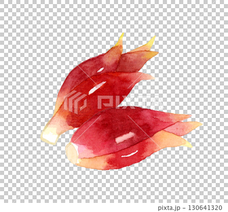 ミョウガ　野菜・薬味の手描き水彩イラスト素材 130641320