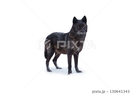 Canadian black wolf standing in the snow 130641343