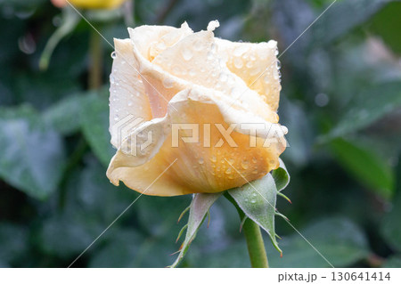 バラ（バレンシア） 130641414