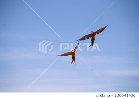 空飛ぶ鳥 130641430