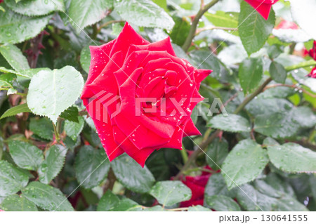 バラ（イングリッド バーグマン） 130641555