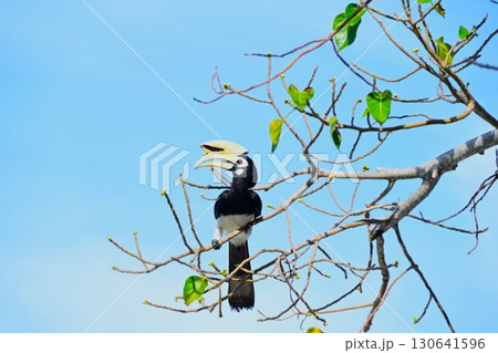 南国の鳥キタカササギサイチョウ 南国の鳥キタカササギサイチョウ 130641596