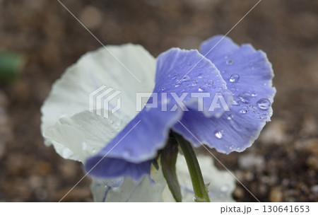 冬の花壇に咲くパンジーの青い花 冬の花壇に咲くパンジーの青い花 130641653