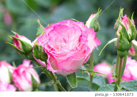 バラ(ストロベリー アイス) バラ(ストロベリー アイス) 130641873