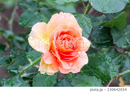 バラ(ブラスバンド) バラ(ブラスバンド) 130642034