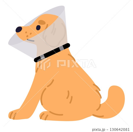 Dog is sitting in clear veterinarian collar cap. Pet is under treatment. Vet surgery clinic. Domestic animal. Veterinary hospital for puppy. Canine healthcare and medicine. Vector concept Dog is sitting in clear veterinarian collar cap. Pet is under treatment. Vet surgery clinic. Domestic animal. Veterinary hospital for puppy. Canine healthcare and medicine. Vector concept 130642081