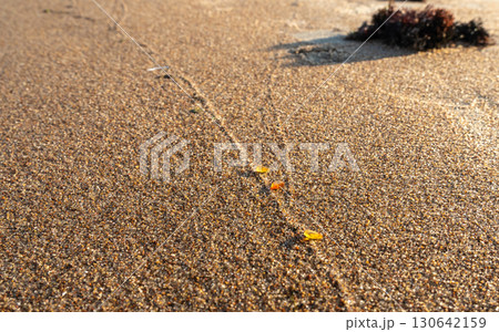 Amber stones on sea coast. Amber gems search on Baltic sea shore, fossilized tree resin crystals on sand 130642159