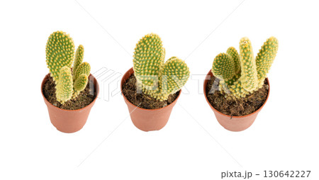 Bunny cactus succulent, Opuntia microdasys office table plant, polka dot mission cactus desk pot 130642227