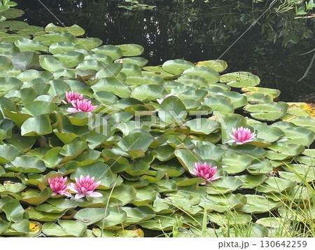 Blooming white and pink water lilies in a tropical pond. Beautiful lotus flowers among green leaves Blooming white and pink water lilies in a tropical pond. Beautiful lotus flowers among green leaves 130642259