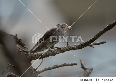 枝に止まるヒヨドリ 130642332