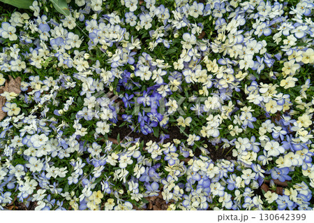 White and Blue Pansies Pattern, Tricolor Viola Background, Viola Flowers Bed, Heartsease Mix 130642399