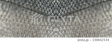 Fish scales texture background, sea bass skin close up, macro shot of silver labrax scale Fish scales texture background, sea bass skin close up, macro shot of silver labrax scale 130642534