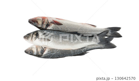 European seabass or Dicentrarchus labrax, whole raw labrax, branzino fish, European bass European seabass or Dicentrarchus labrax, whole raw labrax, branzino fish, European bass 130642570
