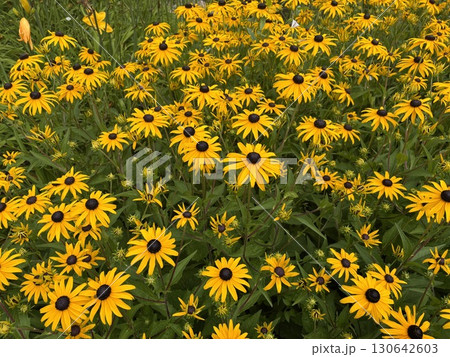 Many coneflowers or black-eyed-susans in summer garden Many coneflowers or black-eyed-susans in summer garden 130642603