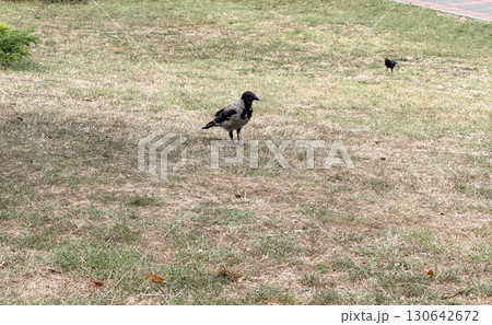 Crow standing on dry grass in park with other birds nearby. Wildlife behavior, urban nature and survival adaptation with avian presence and ecological observation. 130642672