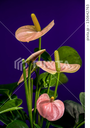 Elegant Pink Anthurium Flowers Against a Blue Background Elegant Pink Anthurium Flowers Against a Blue Background 130642763