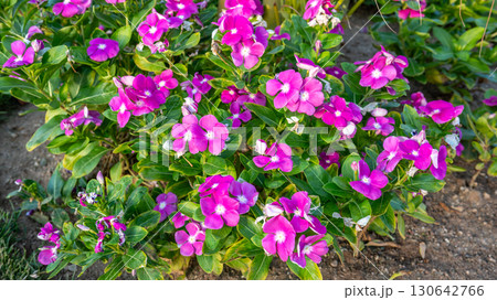 Bright Pink Periwinkle Flowers with Green Leaves 130642766