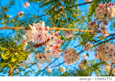 Pink and White Cassia Javanica Flowers on a Branch Pink and White Cassia Javanica Flowers on a Branch 130642772