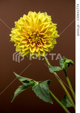 Golden Yellow Dahlia Blooming Against a Dark Background Golden Yellow Dahlia Blooming Against a Dark Background 130642774