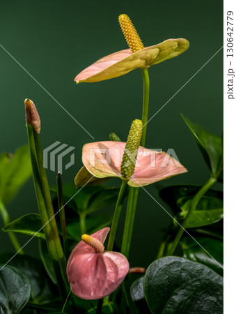 Elegant Pink Anthurium Flowers Against a Green Background 130642779