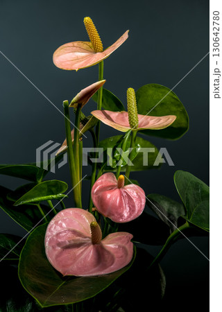 Graceful Pink Anthurium Plant with Lush Leaves 130642780