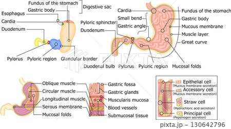 胃 構造 イラスト 英語 胃 構造 イラスト 英語 130642796