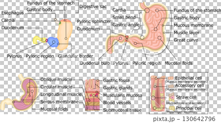 胃 構造 イラスト 英語 胃 構造 イラスト 英語 130642796