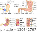 胃　構造　イラスト　日本語 130642797
