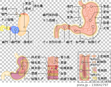 胃 構造 イラスト 日本語 胃 構造 イラスト 日本語 130642797