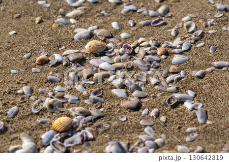 Shells in sand texture background. Seashell on sandy beach nature pattern, ocean dune clams in sunny day Shells in sand texture background. Seashell on sandy beach nature pattern, ocean dune clams in sunny day 130642819