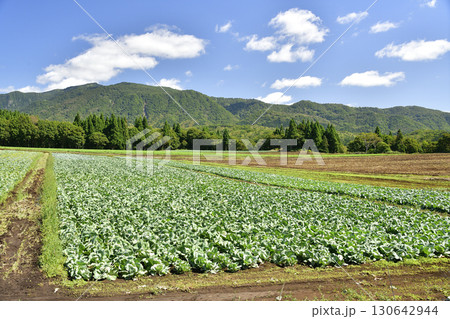 初秋の北海道乙部町でキャベツ畑の風景を撮影 130642944