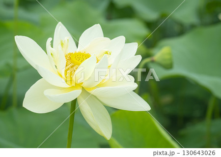 Red lotus, white lotus, and water lily in a beautiful lotus field 130643026