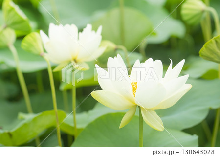 Red lotus, white lotus, and water lily in a beautiful lotus field 130643028