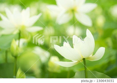 Red lotus, white lotus, and water lily in a beautiful lotus field 130643031