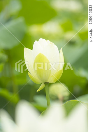 Red lotus, white lotus, and water lily in a beautiful lotus field 130643032