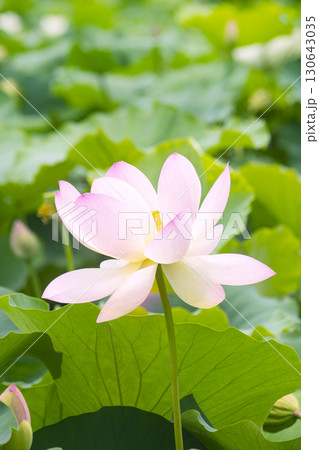 Red lotus, white lotus, and water lily in a beautiful lotus field Red lotus, white lotus, and water lily in a beautiful lotus field 130643035