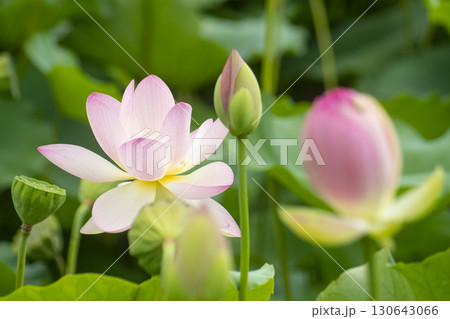 Red lotus, white lotus, and water lily in a beautiful lotus field 130643066