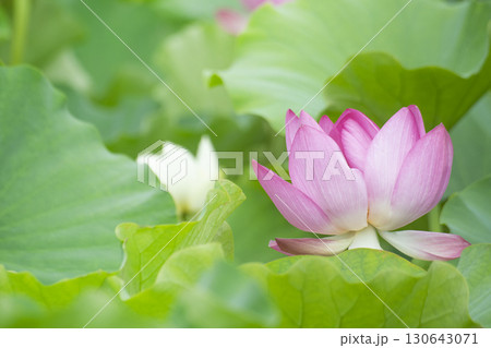 Red lotus, white lotus, and water lily in a beautiful lotus field 130643071