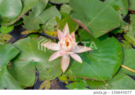 真夏の台北・北投公園の蓮の花 真夏の台北・北投公園の蓮の花 130643077