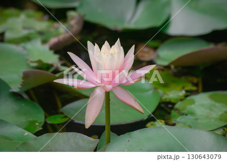 真夏の台北・北投公園の蓮の花 真夏の台北・北投公園の蓮の花 130643079
