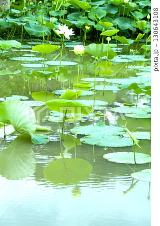 Red lotus, white lotus, and water lily in a beautiful lotus field 130643108