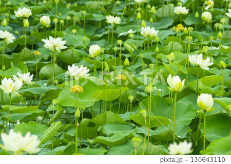 Red lotus, white lotus, and water lily in a beautiful lotus field 130643110